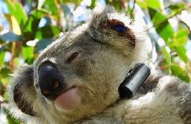 Image result for Koala On a Stack of Toads