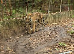 Image result for Tiger in Jail