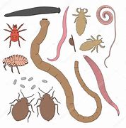 Image result for Parasite Cartoon