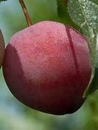 Bildergebnis für Prunus domestica Early Laxton