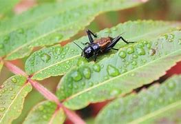 Image result for Prewing Crickets