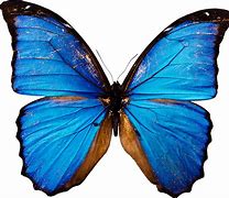 Image result for Bright Colorful Butterfly Background