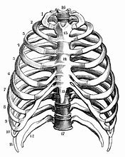 Image result for X-ray of Ribs