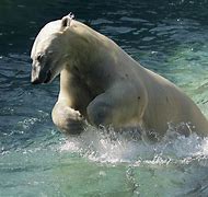 Image result for Polar Bear Diving