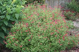 Image result for Salvia microphylla