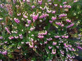 Image result for Erica carnea Viking