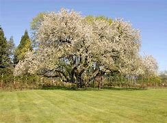 Image result for Young Black Cherry Tree