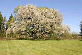 Image result for Black Cherry Tree Blooms