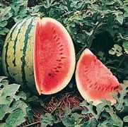 Image result for White Flesh Watermelon