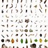 Image result for Nature in One Cubic Foot