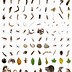 Image result for Plankton the World in One Cubic Foot