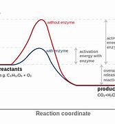 Image result for Enzyme Lowering Activation Energy