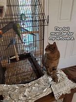 Image result for Cat Foil Meme