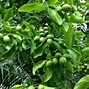 Image result for Jamaican Guinep