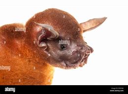 Image result for Bulldog Bat Foot