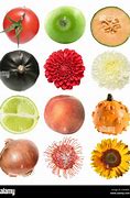 Image result for Circular Objects in Nature