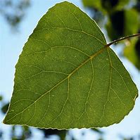 Image result for Populus nigra Italica