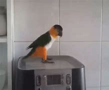 Image result for Dancing Parrot Meme