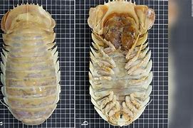 Image result for Isopod Ramen