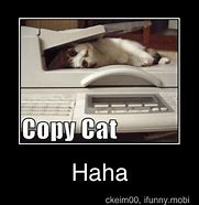 Image result for Copy Cat Meme