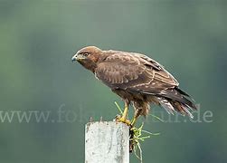 Image result for Buteo oreophilus