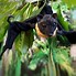 Image result for Stuffed Bat Toy