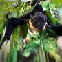 Image result for Bat Animal Model Toy