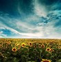 Image result for Bing Sunflower Wallpaper