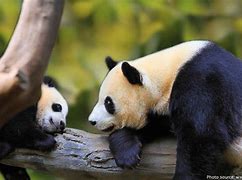Image result for Mother and Baby Panda