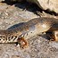 Image result for chalcides_ocellatus