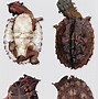 Image result for Chelus Chelidae