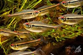 Image result for hyphessobrycon_heterorhabdus