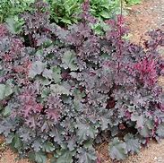 Image result for Heuchera Purple Petticoats