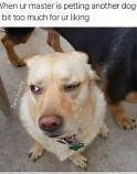 Image result for Funny Dog Memes