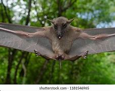 Image result for False Vampire Bat