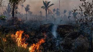 Image result for Global Warming Deforestation