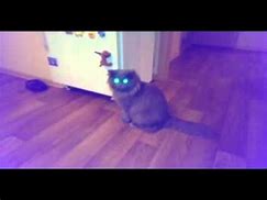 Image result for Cat Shooting Lasers Out of Eyes
