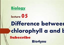 Image result for Difference Between Chlorophyll a and B
