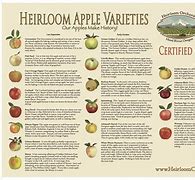 Image result for Individual Apple