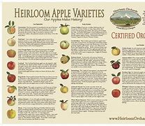 Image result for Apple Fruit Varieties