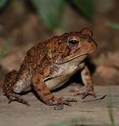 Image result for Toad