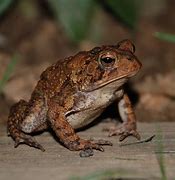 Image result for Ai Toad