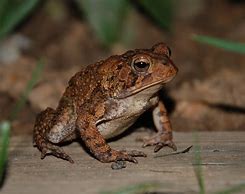 Image result for Brown Toad