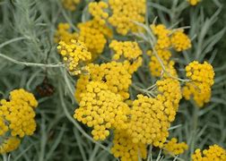 Image result for Helichrysum italicum  (CURRY)