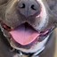 Image result for Pit Bull Grey