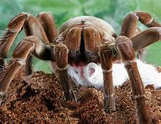 Image result for Dog in the World Biggest Spider