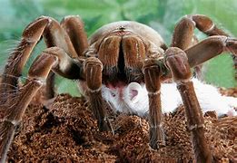 Image result for Dog in the World Biggest Spider