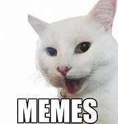 Image result for Gyatt Cat Meme