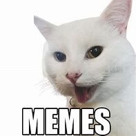Image result for Professional Cat Meme