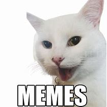 Image result for Arguing Cat Meme